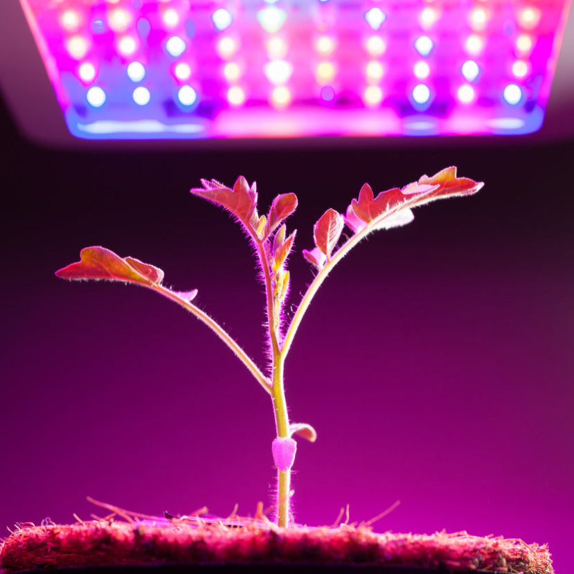 Explore the science behind Celluma LED light therapy—how red, blue, and near-infrared wavelengths promote healing, reduce pain, and enhance skin health