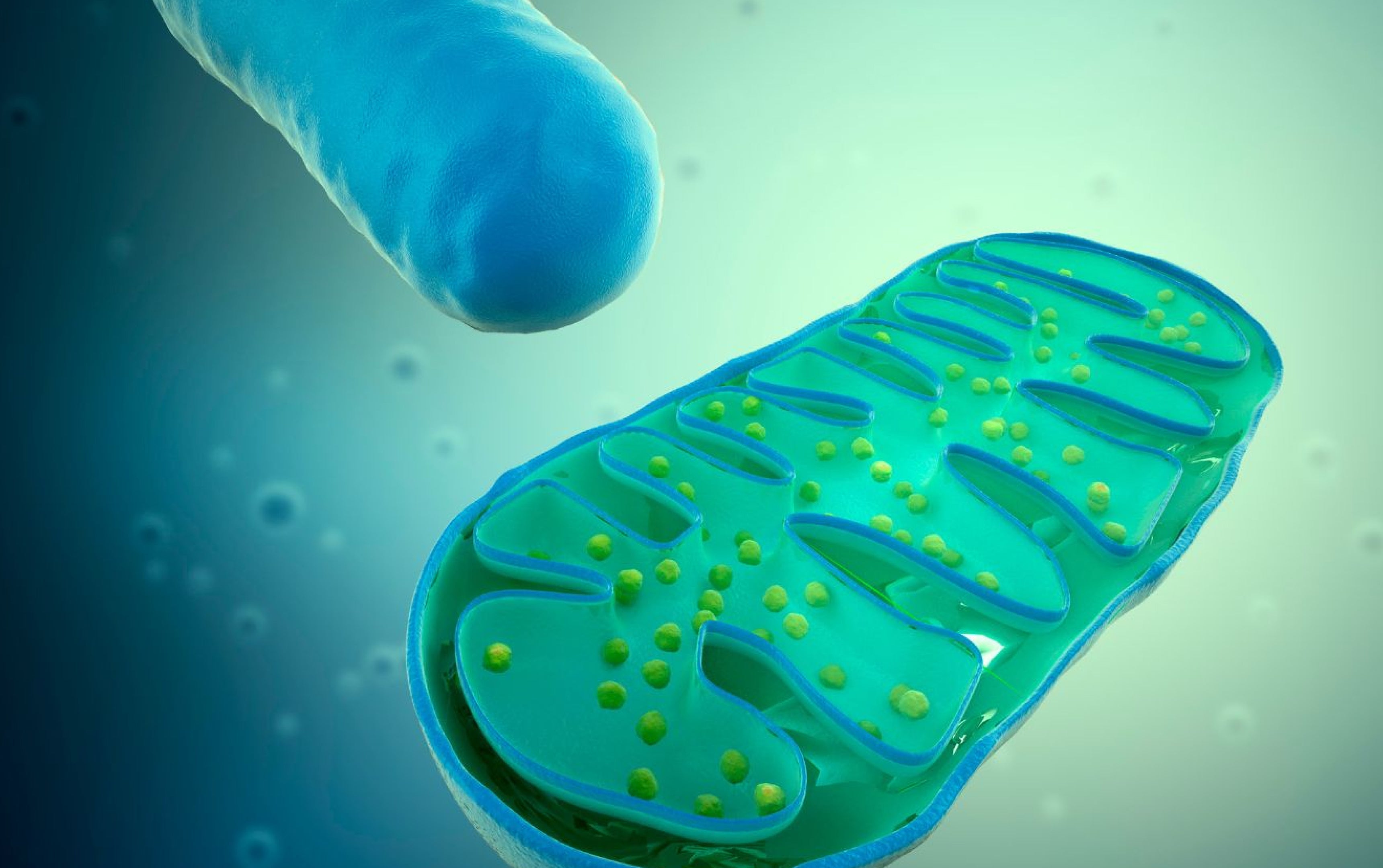 Celluma Asia | The Science of Mitochondria: How They Fuel Our Lives